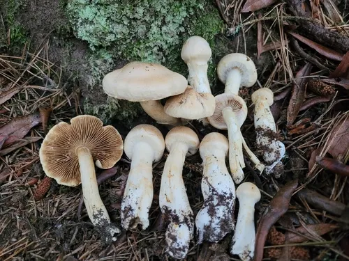 Phlegmacium patrickense