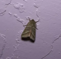 Tobacco Budworm Moth thumbnail 2
