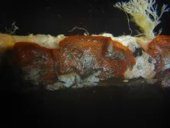 Red Ripple Bryozoan thumbnail 1