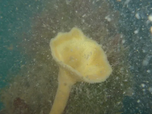trumpet sponge