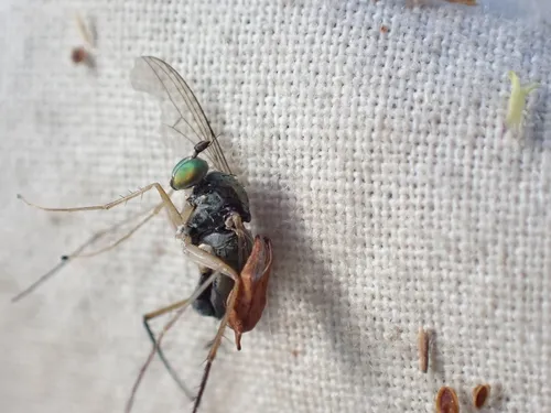 Dolichopus nigricornis