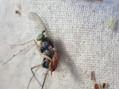 Dolichopus nigricornis thumbnail 1