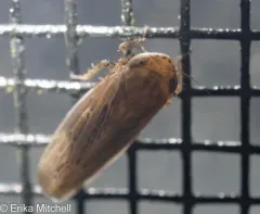 Amplicephalus osborni thumbnail 3