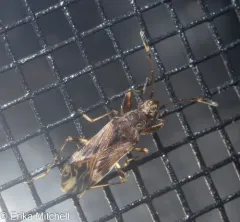 Horn-banded Seed Bug thumbnail 2