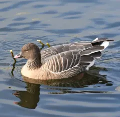 Pink-footed Goose thumbnail 1