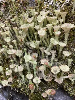 Pebbled Pixie Cup thumbnail 5