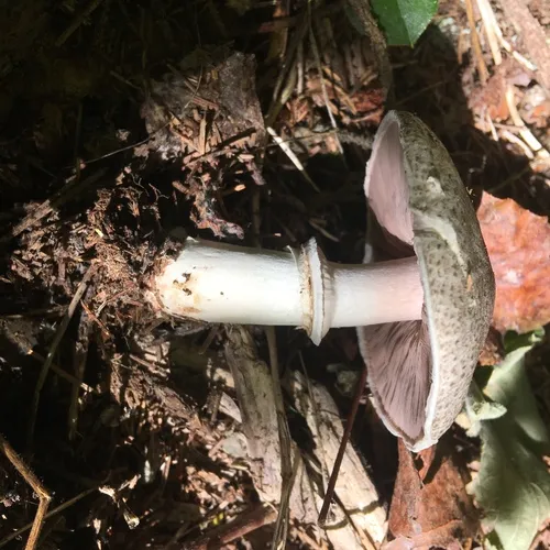 California flat-top agaricus