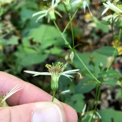 Schreber's Wood Aster thumbnail 4