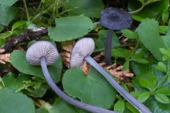 Entoloma decolorans thumbnail 3