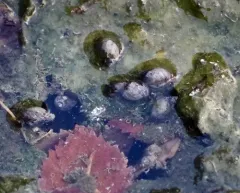Banff Springs Snail thumbnail 2