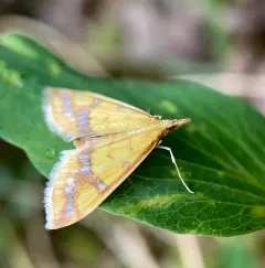 Choristostigma plumbosignalis thumbnail 4