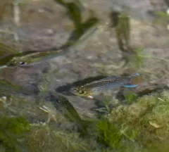 Sailfin Molly thumbnail 2