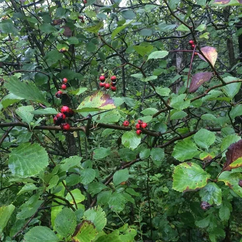 Large-thorn hawthorn