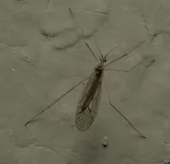 Trichocera bimacula thumbnail 2
