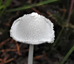 Snowy Inkcap thumbnail 2