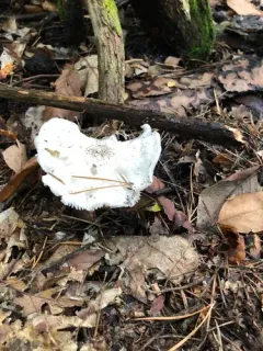 Dove-colored Tricholoma thumbnail 2