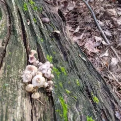 clustered bonnet thumbnail 4