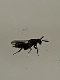 Monodontomerus thorpi thumbnail 3