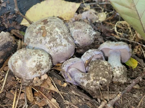 Phlegmacium luhmannii