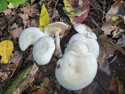 spotted blewit