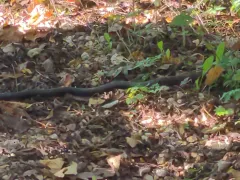 Western Ratsnake thumbnail 4