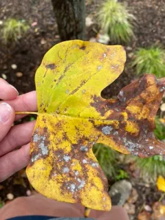 Tulip-tree Powdery Mildew thumbnail 2