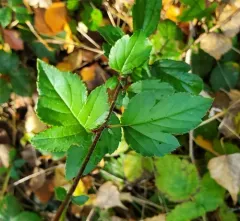 Toringo Crabapple thumbnail 2