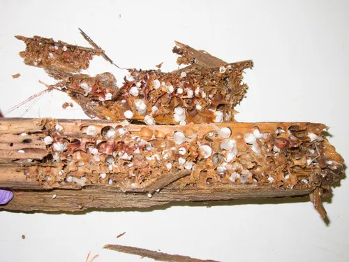 Xylonora atlantica