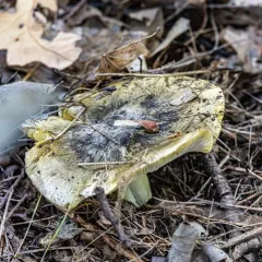 Tricholoma subsejunctum thumbnail 2