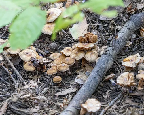 Cortinarius cagei