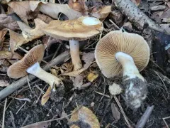 Phlegmacium brunneolividum thumbnail 1