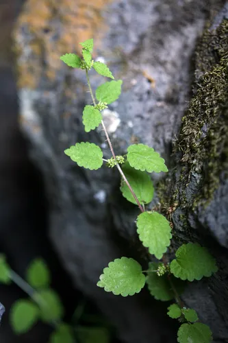 Western nettle