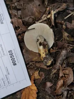 Hygrophorus glutinosus thumbnail 3