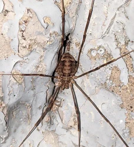Opilio parietinus