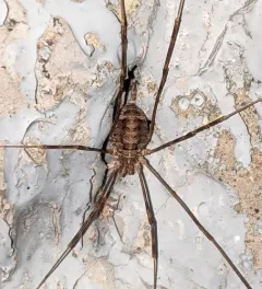 Opilio parietinus thumbnail 1