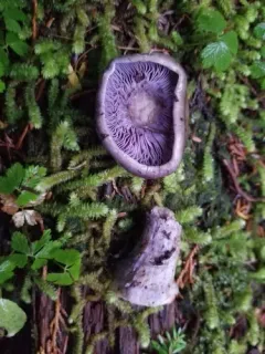 Phlegmacium pansa thumbnail 3