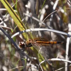 Striped Saddlebags thumbnail 2