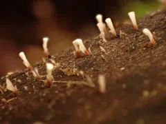 Cornucopiella fusispora thumbnail 3