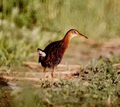 King Rail thumbnail 3