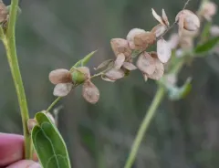 garden orache thumbnail 2