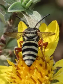 Emilia’s Epeolus thumbnail 3