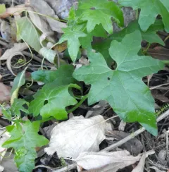 Eastern White-bryony thumbnail 4