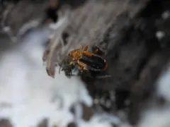 Ischalia vancouverensis thumbnail 4