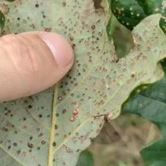 Jumping Gall Wasp thumbnail 3