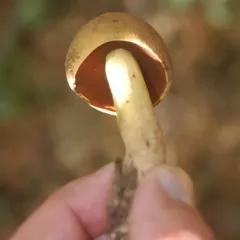 Boletus vermiculosus thumbnail 4