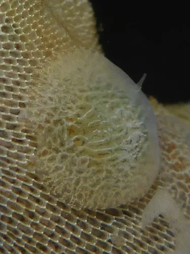 Pacific Corambe