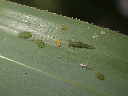 Taiwanese bamboo aphid