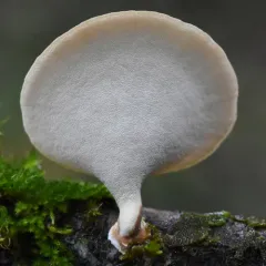 Elegant Polypore thumbnail 1