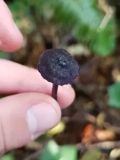 Entoloma largentii thumbnail 3