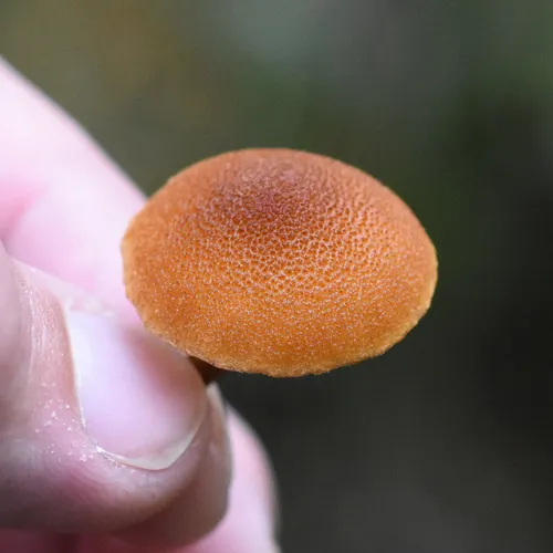 Pholiota granulosa